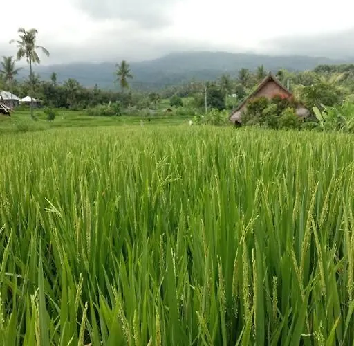 Cute Eco Near 7 Waterfalls Vakantiehuis Singaraja