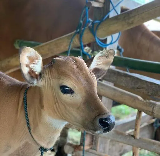 Cute Eco Near 7 Waterfalls بيت للعطل *
