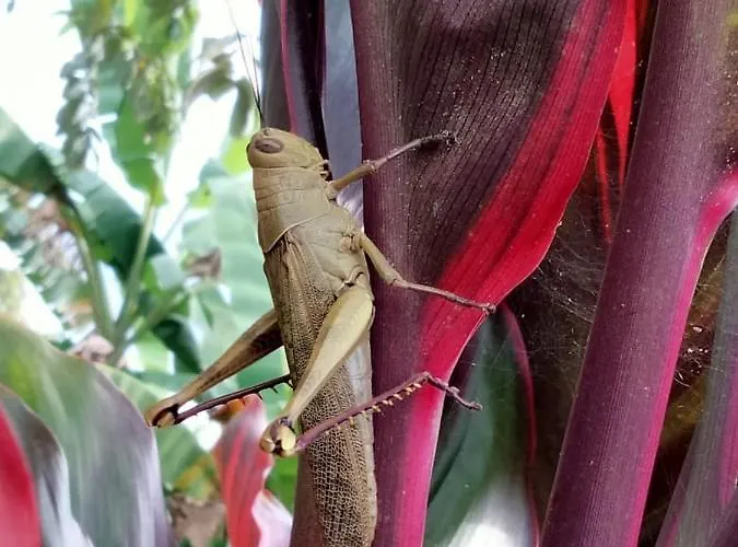 Cute Eco Near 7 Waterfalls Vakantiehuis Singaraja